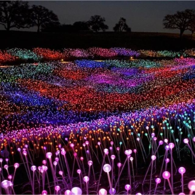 Looking for a fun holiday activity? Bruce Munro's Field of Light display is still running through the end of December at the Wildflower Center. Field of Light is a stunning display of 28,000 vibrant solar-powered, fiber-optic light pods that showcase the intersection of art, technology, and nature.