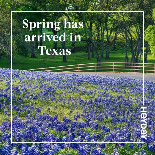 Today marks the first official day of SPRING! We are lucky to enjoy the bluebonnets a little early this year. Here are some good spots to check them out around Austin: 

Lady Bird Johnson Wildflower Center
Highway 360
McKinney Falls State Park
Balcones District Park
St. Edward's University
Marble Falls